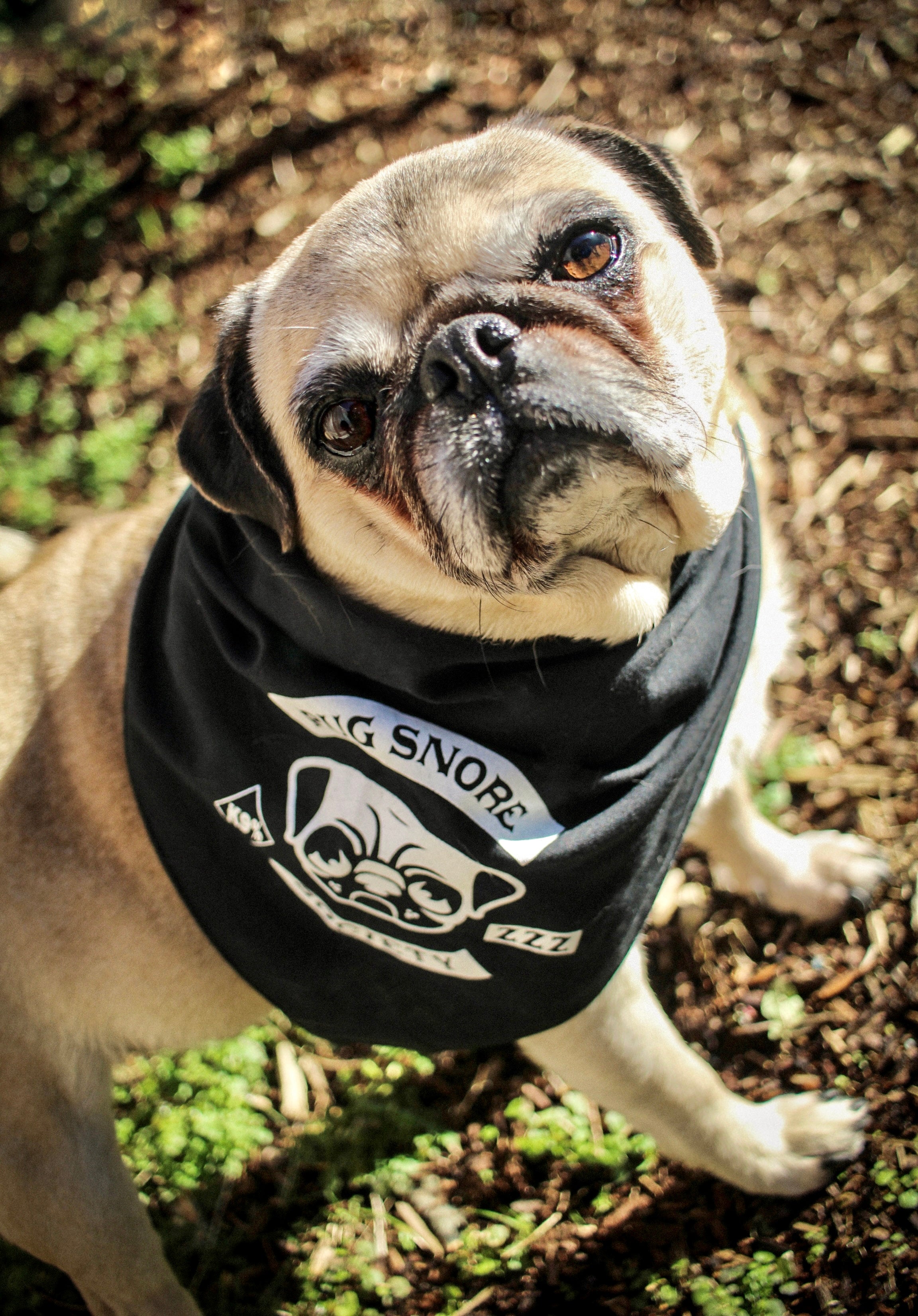 Pug bandana hotsell