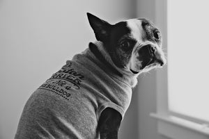 Not A French Bulldog Pup Shirt