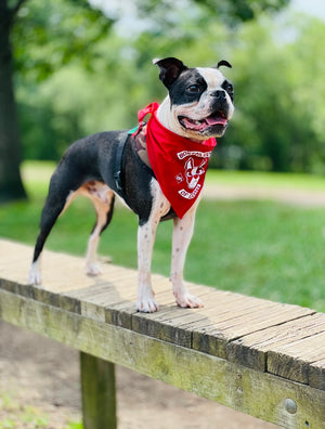 Boston Army of Doom Bandana